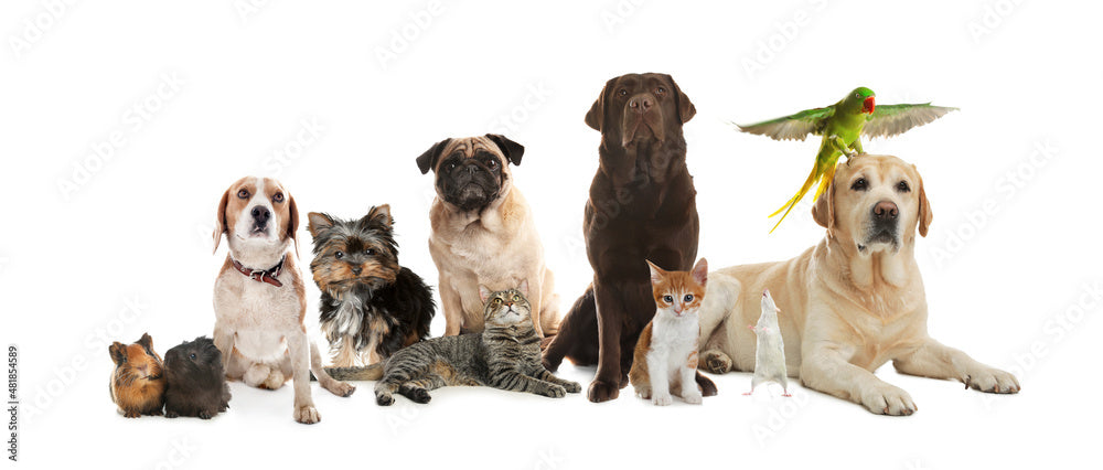 Pets Food